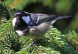 Coal Tit