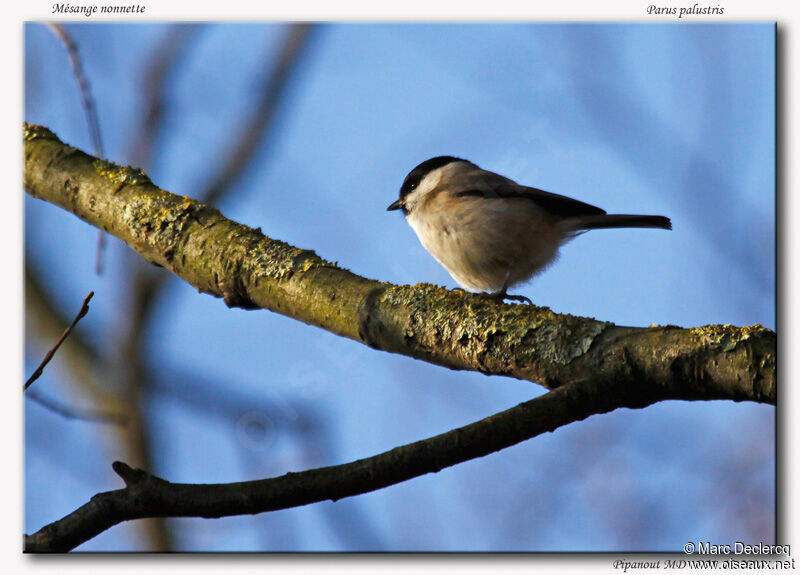 Marsh Tit