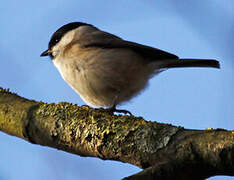 Marsh Tit