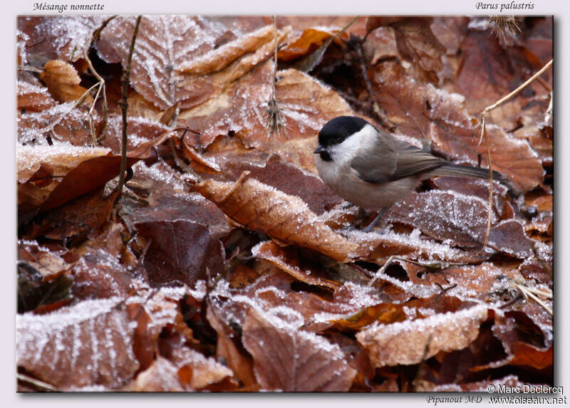 Marsh Tit