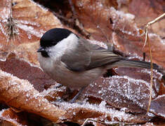 Marsh Tit