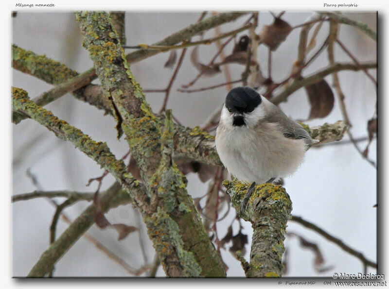 Marsh Tit