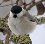 Marsh Tit