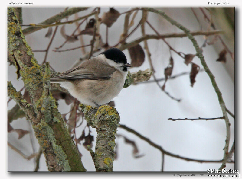 Mésange nonnette, identification