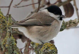 Marsh Tit