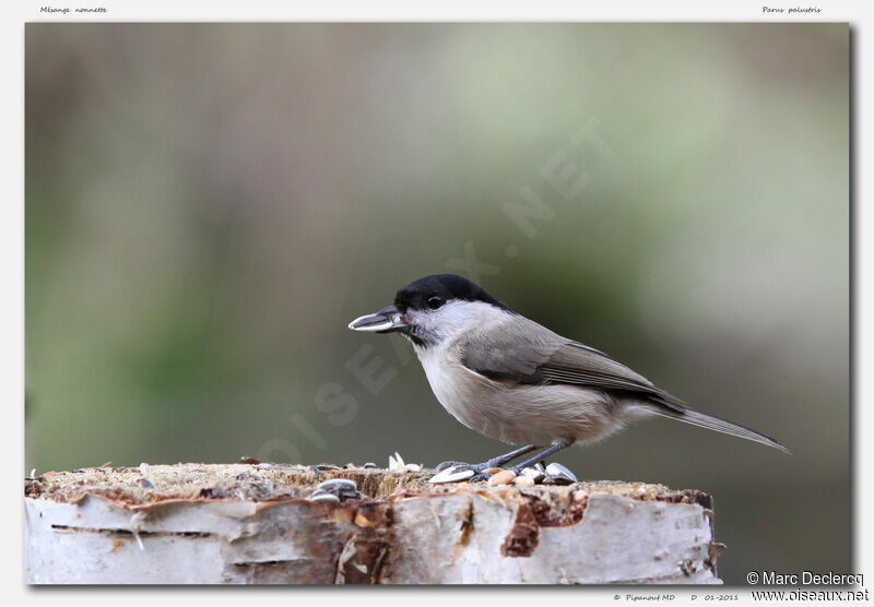 Mésange nonnette, identification, régime