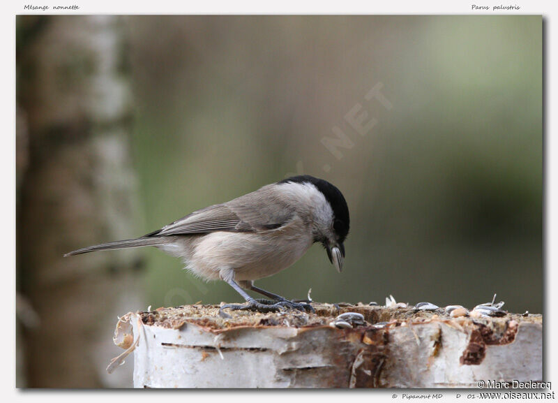 Marsh Tit, identification, feeding habits