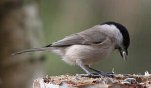 Marsh Tit