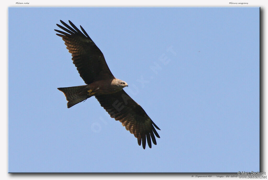 Black Kite, Flight