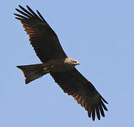 Black Kite