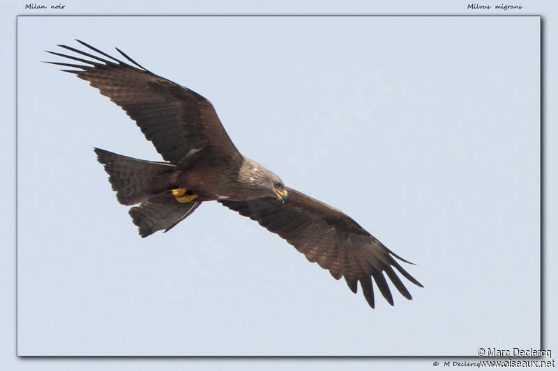 Black Kite, Flight