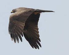 Black Kite