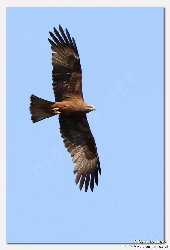 Black Kite, Flight