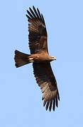 Black Kite