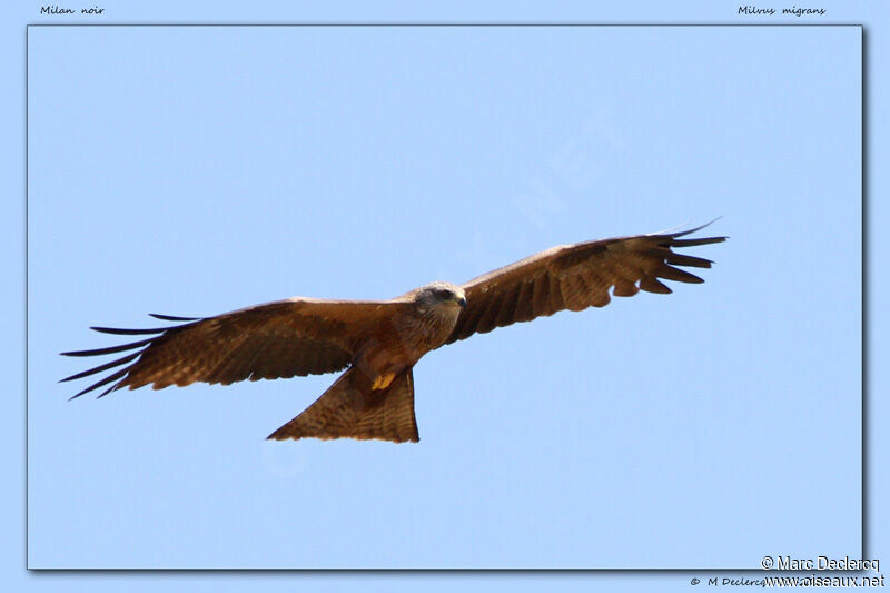 Black Kite, Flight