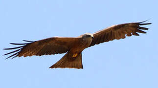 Black Kite