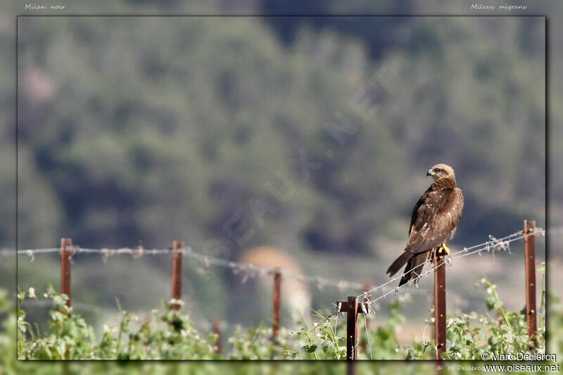 Black Kite, identification