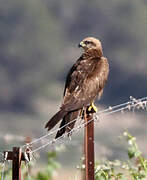 Black Kite