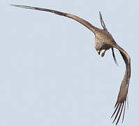 Black Kite