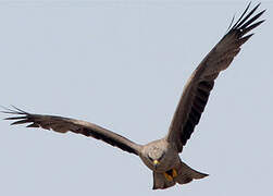 Black Kite