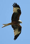 Red Kite