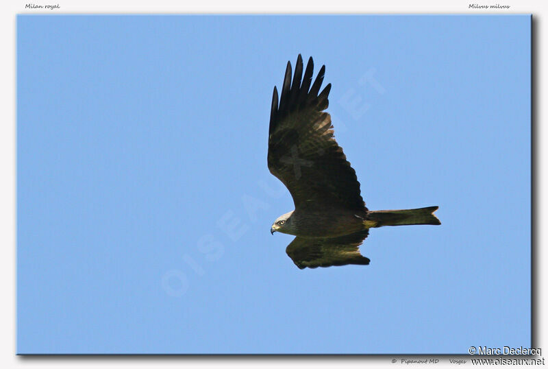 Red Kite, Flight