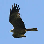 Red Kite