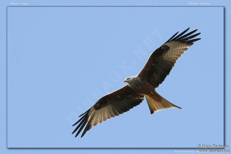 Red Kite, Flight