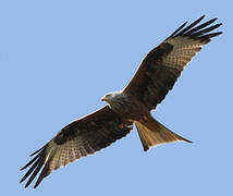 Red Kite