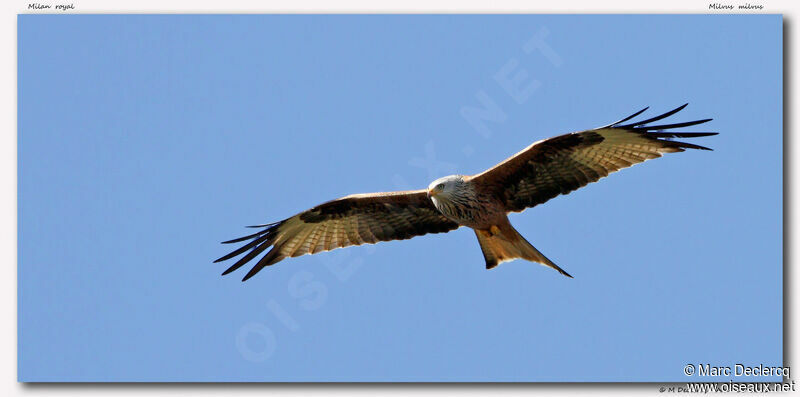 Red Kite, Flight