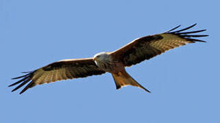 Red Kite