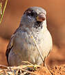 Moineau domestique