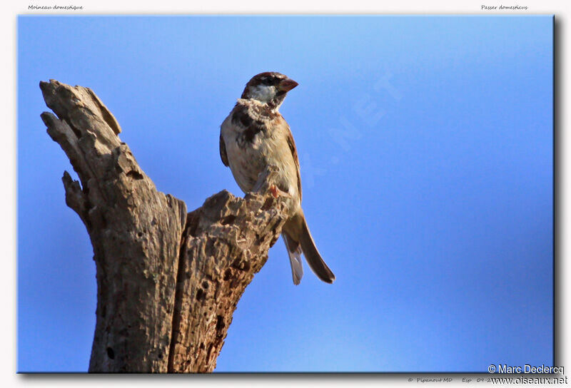 House Sparrow