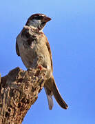 House Sparrow