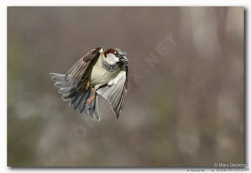 House Sparrow, Flight