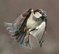 Moineau domestique