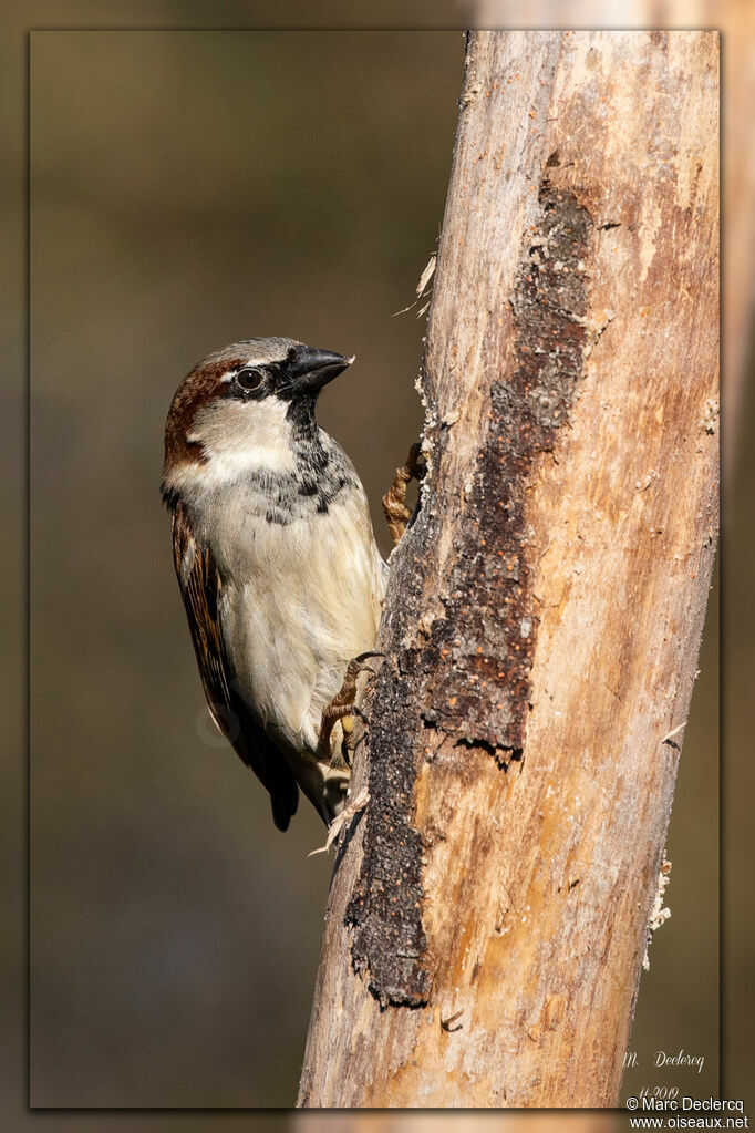 House Sparrow