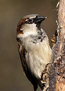 House Sparrow