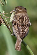 Moineau domestique