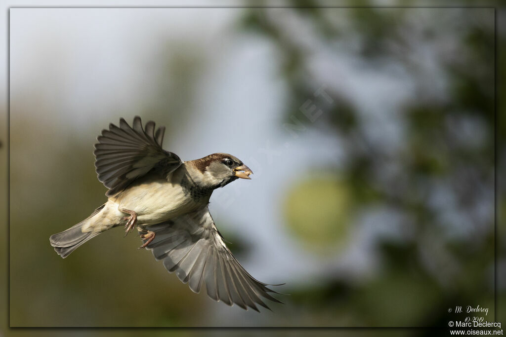 House Sparrow