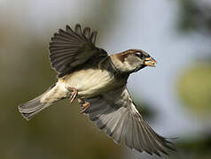 House Sparrow