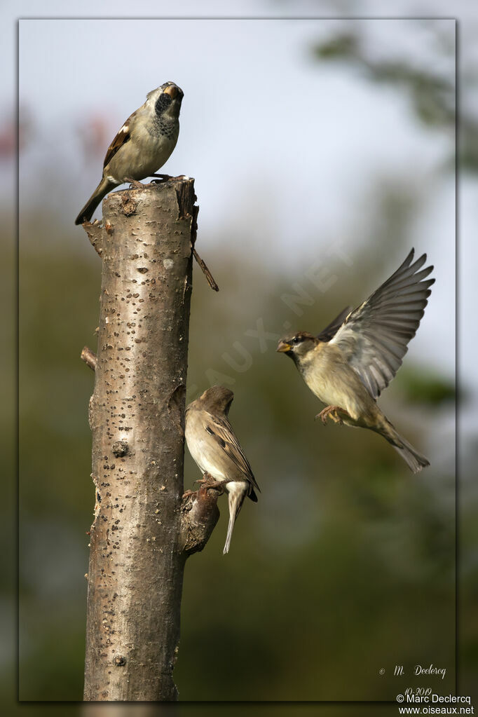 House Sparrow