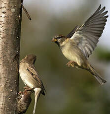 Moineau domestique