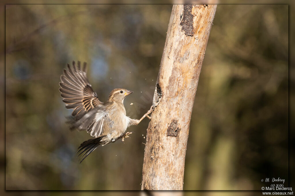 House Sparrow