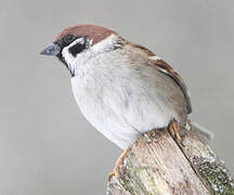 Eurasian Tree Sparrow