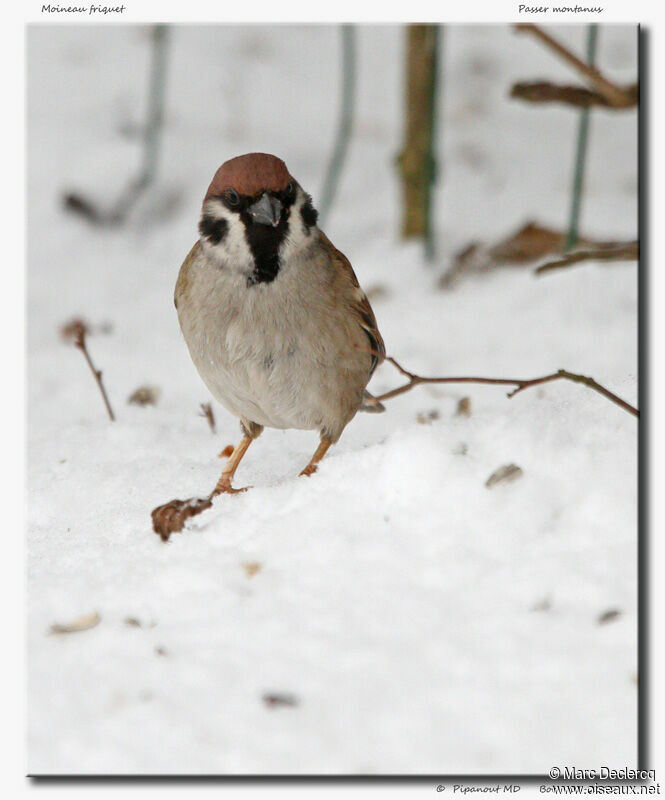 Moineau friquet