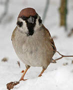 Eurasian Tree Sparrow