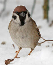 Moineau friquet