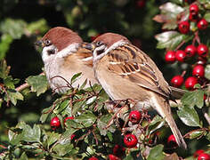 Eurasian Tree Sparrow