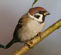 Eurasian Tree Sparrow